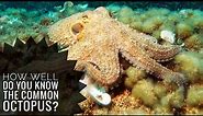 Common octopus || Descriptions, Characteristics and Facts!