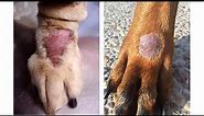 SKIN LESIONS IN DOGS
