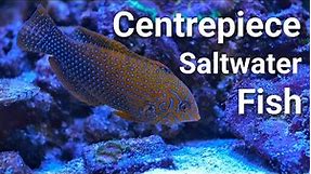 17 Centrepiece Saltwater Fish For EVERY Size Tank!