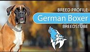 ► German Boxer Breed Profile [2022] Temperament & Training