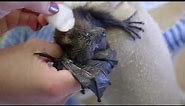 Hand Raising a Fruit Bat Pup