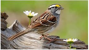 White-throated Sparrow Identification, All About Birds, Cornell Lab of Ornithology