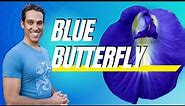 Blue Butterfly Flower Benefits for Beauty, Brains & Blood Sugar