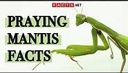Surprising Praying Mantis Facts You Probably Didn't Know!