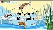 Life Cycle of a Mosquito