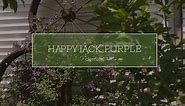 30 Seconds with Happy Jack Purple clematis