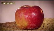 New England PAULARED apple