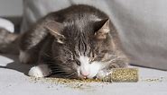 The 5 Best Catnip Products for Cats (Spray & Toys and More Surprises) - Cats.com
