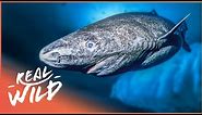 The Greenland Shark: The Search For A 400-Year-Old Monster | Natural Kingdom | Real Wild