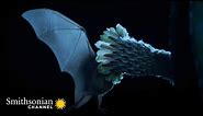 This Cactus Only Opens Its Petals One Night a Year 🌺 Epic Animal Migrations | Smithsonian Channel