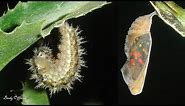 Butterfly Life Cycle - Caterpillar To Butterfly Transformation Time-Lapse