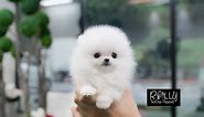 White Fluffy Cute Little Pomeranian :D !! Buzz - Rolly Teacup Puppies