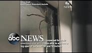Hauntingly huge spider spotted in Australia
