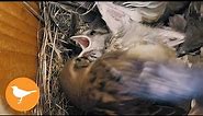Nest Box Chicks Brutally Attacked by Enraged Sparrow