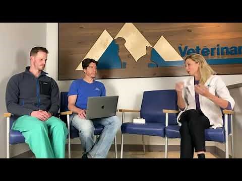 Total Hip Replacement in Dogs