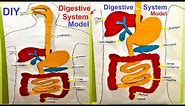 human digestive system model 3d | HUMAN ORGAN SYSTEMS | DIY | 3D | SCIENCE EXHIBITION | howtofunda