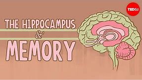 What happens when you remove the hippocampus? - Sam Kean