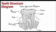 How to Draw Tooth Diagram | Structure of Tooth Anatomy labelled Diagram.