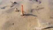 This Is How An Atlantic Jackknife Clam Penetrates The Sand