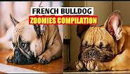 FRENCH BULLDOGS ZOOMIES COMPILATION. | Frenchies going crazy