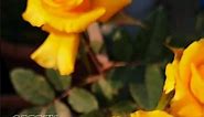 Yellow Rose Cut Flower Variety