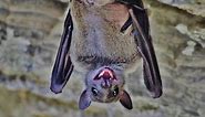 Egyptian fruit bat (Rousettus aegyptiacus) Νυχτοπάππαρος - Φρουτονυχτερίδα - Cyprus