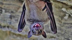 Egyptian fruit bat (Rousettus aegyptiacus) Νυχτοπάππαρος - Φρουτονυχτερίδα - Cyprus