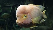 Midas Cichlid: Identification, Facts, Care Guide, & Pictures | Animal World