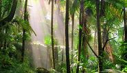 List of Plants in a Rainforest