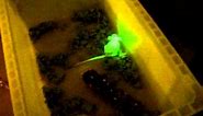 Green fluorescencing mice. More details in description.