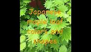Japanese maple leaf colors and shapes