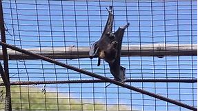 Mariana fruit bat - Rota island