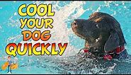 How to Cool a Dog Down Quickly (and save their life) | Hot weather dog care pt 4
