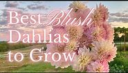 SIX BEST BLUSH DAHLIAS To Grow In Your Flower Garden | PepperHarrow