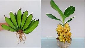Growing banana tree from banana bunch for beginners