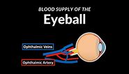 Blood Supply of the Eye (Ophthalmic Artery & Vein) - Anatomy