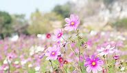 Download Field of Pink Cosmos Flowers Fluttering in The Wind for free