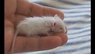 Little Stuart - 2 weeks old, cute baby mouse