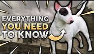 BULL TERRIER 101! Everything You Need To Know About Owning a Bull Terrier Puppy