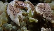Porcelain Anemone Crab Exhibit Cryptic Behavior