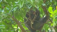 Study documents African monkeys eating bats