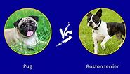 Oldest Pug vs. Oldest Boston Terrier: Who lived Longer?