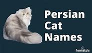 20 Persian Cat Names | Adorable Persian Cat Names