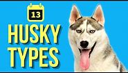 13 Types Of Huskies ( Husky Evolution )