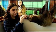 Sloth Bites 15-Year-Old Girl During Pet Store Visit