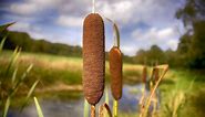 Real or Snack? The Truth About the "Corn Dog" Plant - Dream Plants!