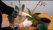 Orchid Care Trick : How to Save Your Potted Orchid From Dying