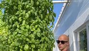 44 #basil plants growing in less than one square meter without the use of soil #verticalfarming | Gemma Quince