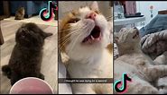 Funny Cat Sneezing Compilation - Sneezing Cats - The Best Compilation