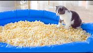 Can Cats Walk On Popcorn Pool? | Compilation